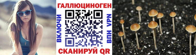 продажа наркотиков  Нальчик  Галлюциногенные грибы GOLDEN TEACHER 